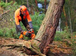 Best Storm Damage Tree Cleanup  in Suisun City, CA