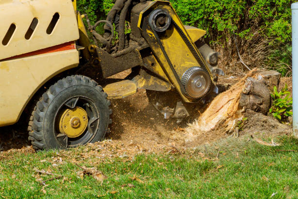 Lawn Maintenance Plans in Suisun City, CA