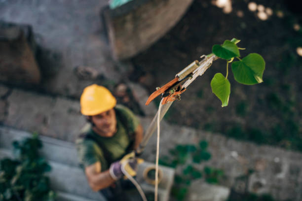 Professional Tree Services in Suisun City, CA