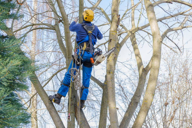 Best Arborist Consultation Services  in Suisun City, CA