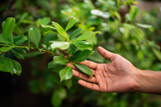How Our Tree Care Process Works  in  Suisun City, CA