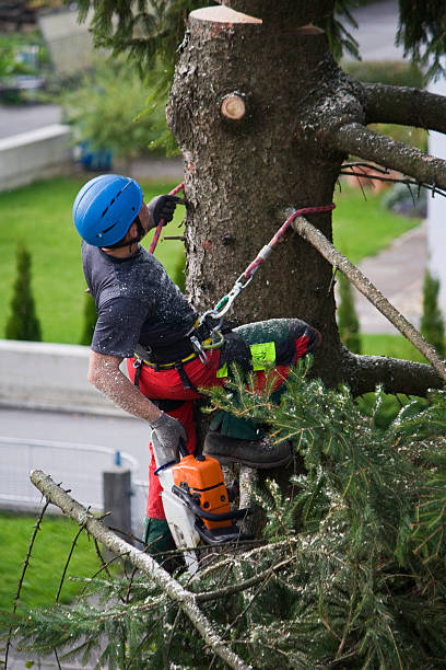 Best Weed Control  in Suisun City, CA